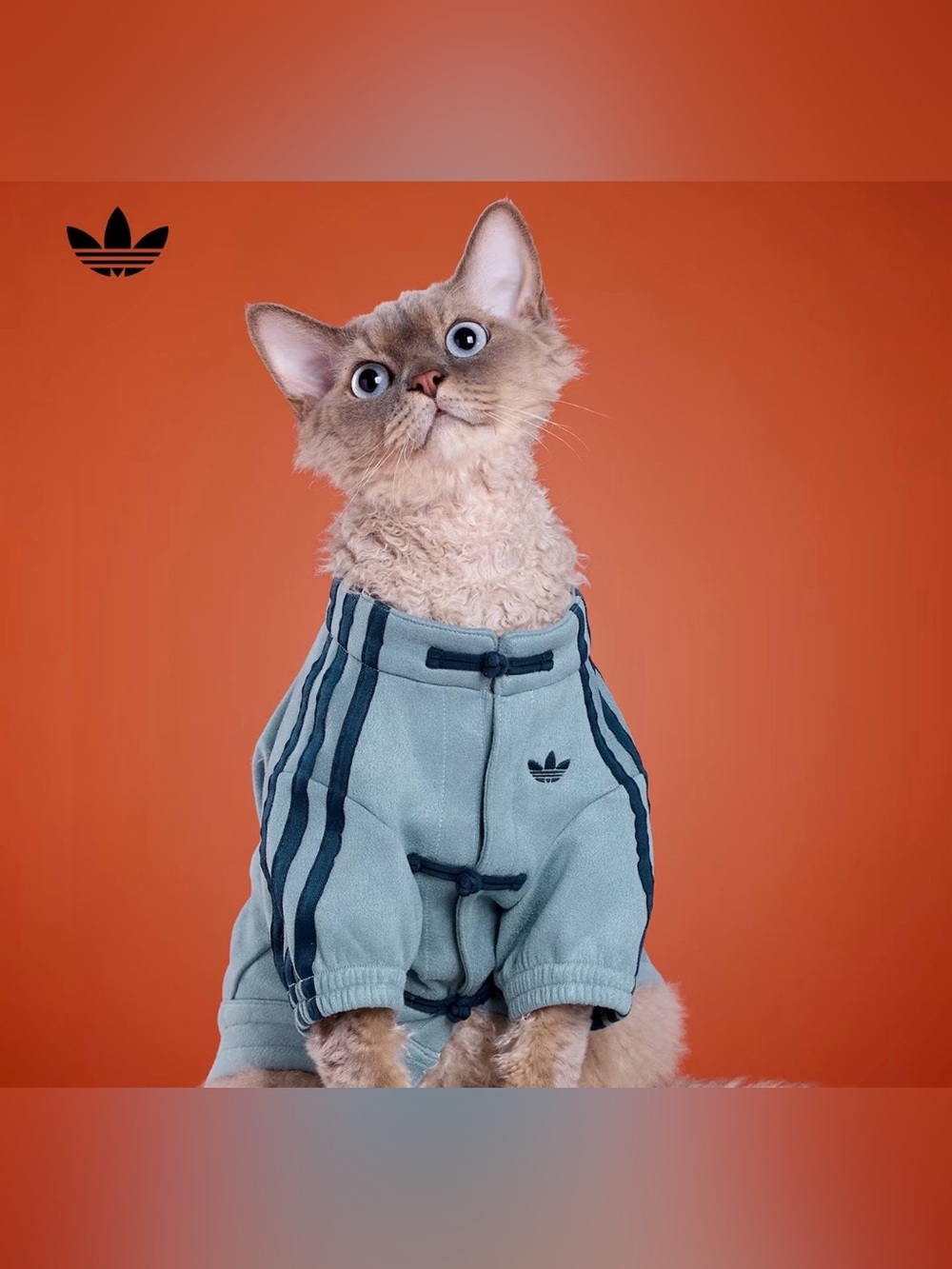 Adidas Pet CTT Chinese Style Soft Track Top Blue size M Tang Style